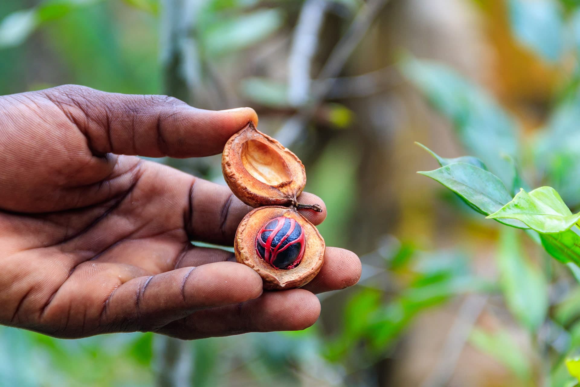 Spice Farm Experience